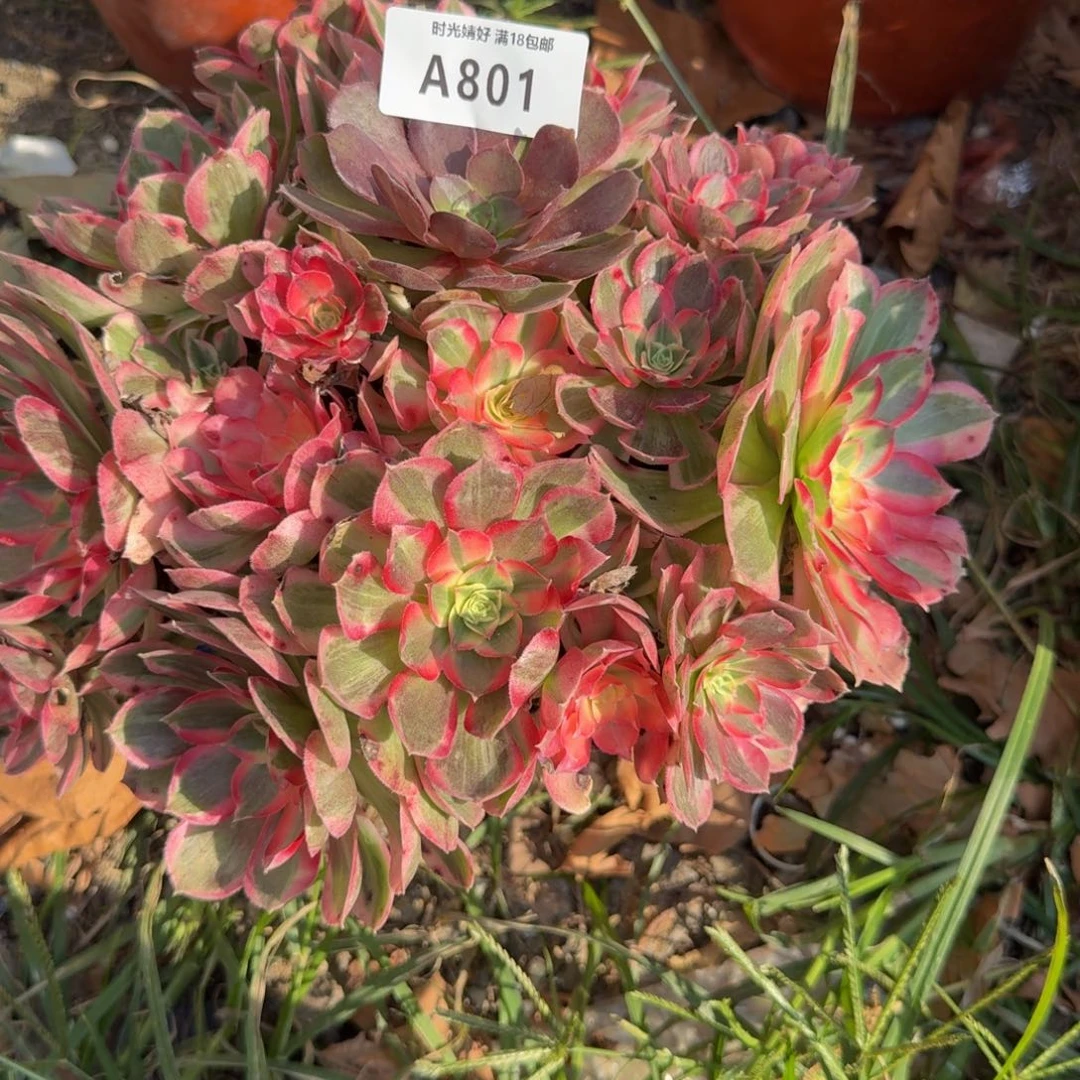 801玉芙蓉。多肉植物