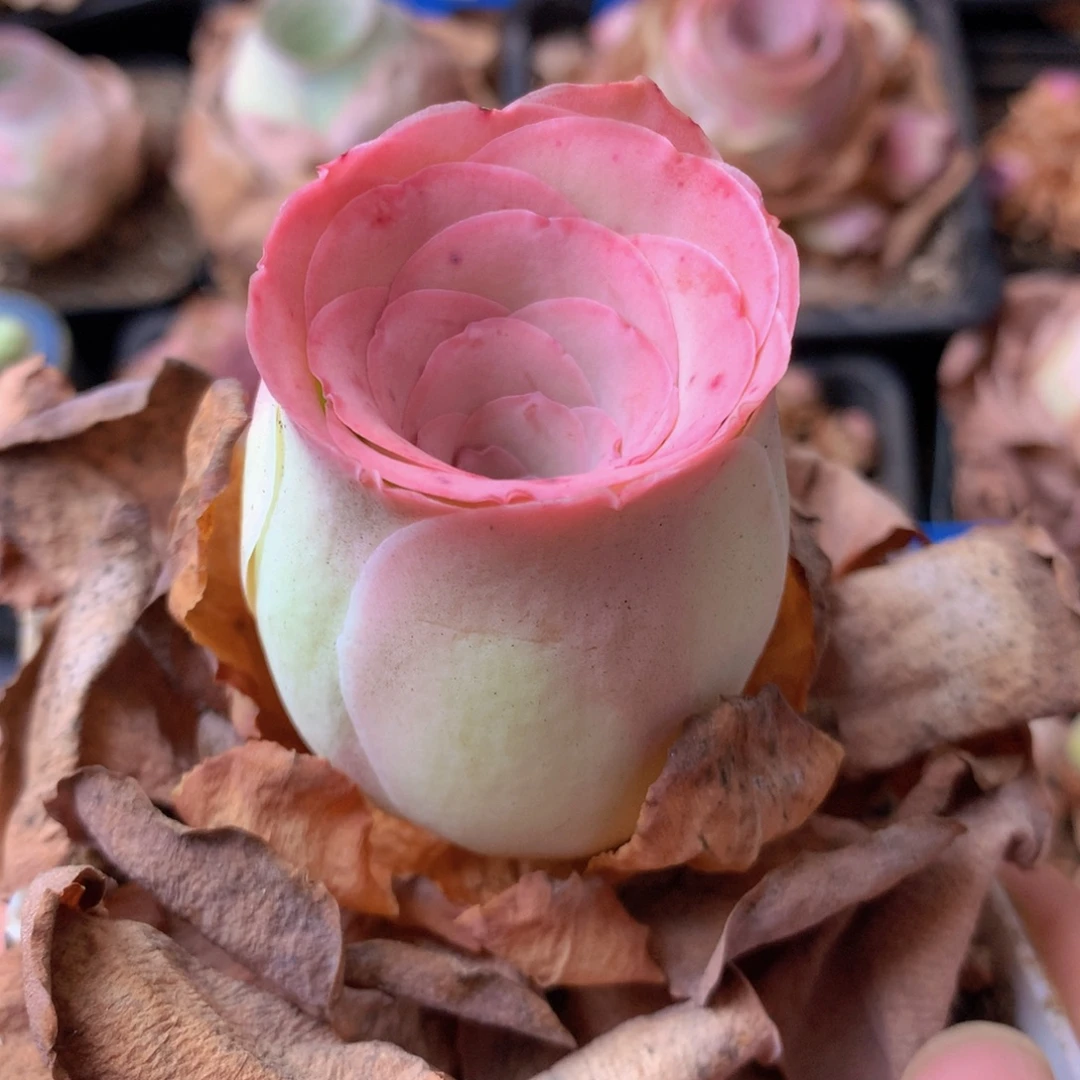 一物一拍星辰娇帕005