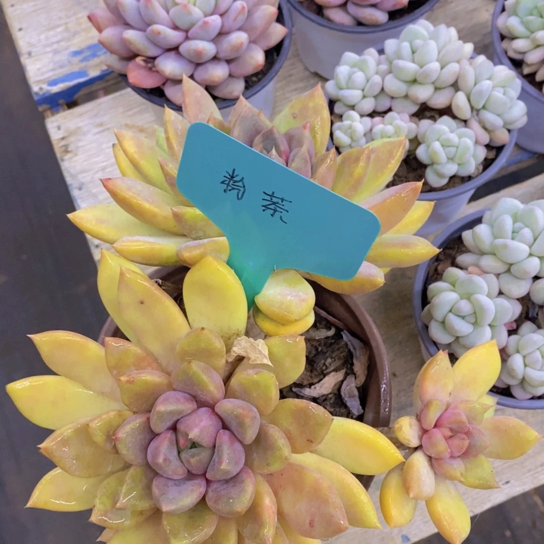 精品多肉，一物一拍，清