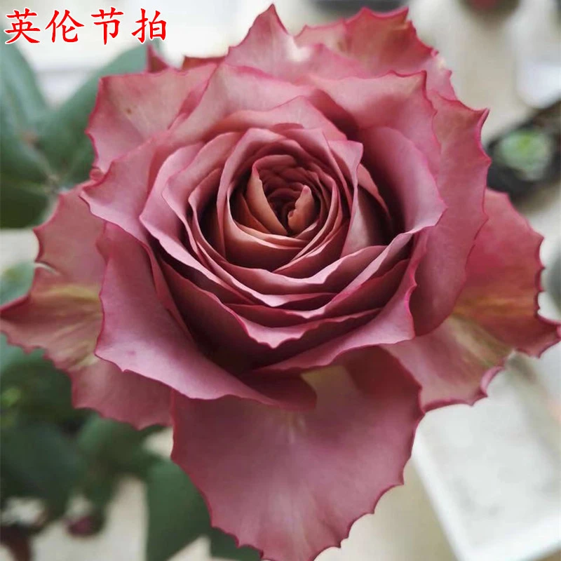 【3棵包邮】英伦节拍/清茶月季玫瑰阳台庭院花卉盆栽多季开复古色