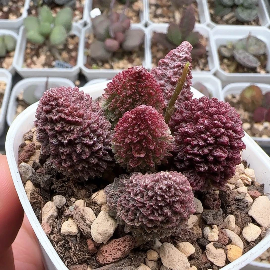 朱紫玉水泡多肉植物