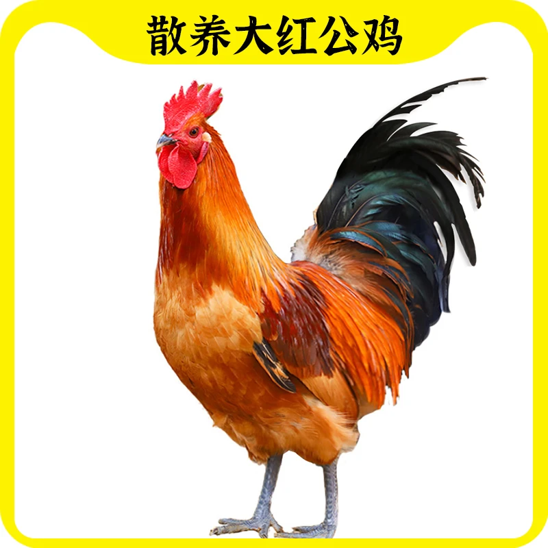 【沐沐家】散养土公鸡红公鸡