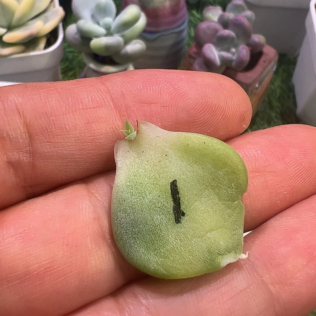 随***起多肉植物多肉植物