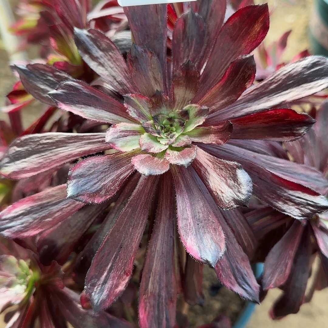 阿*多肉植物繁花076