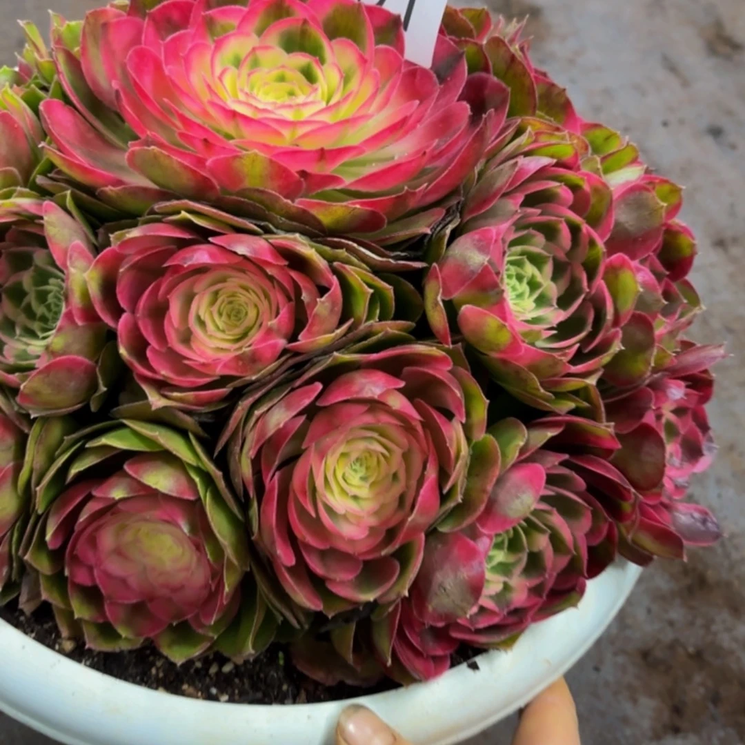 哈哈多肉葡萄福利091