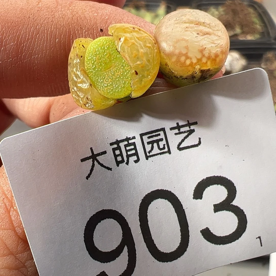 0000903 一物一拍……
