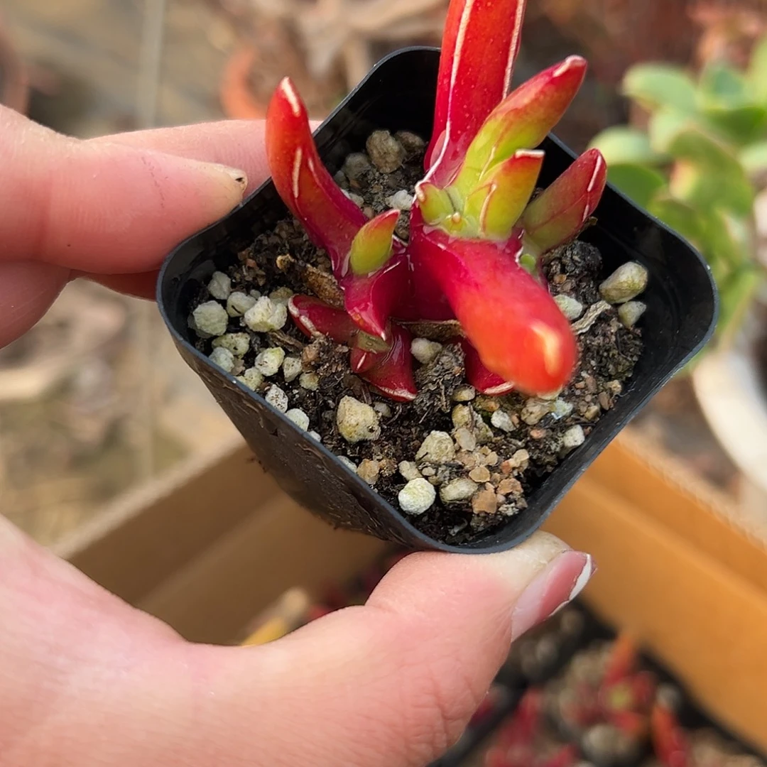 多肉植物心妖开花