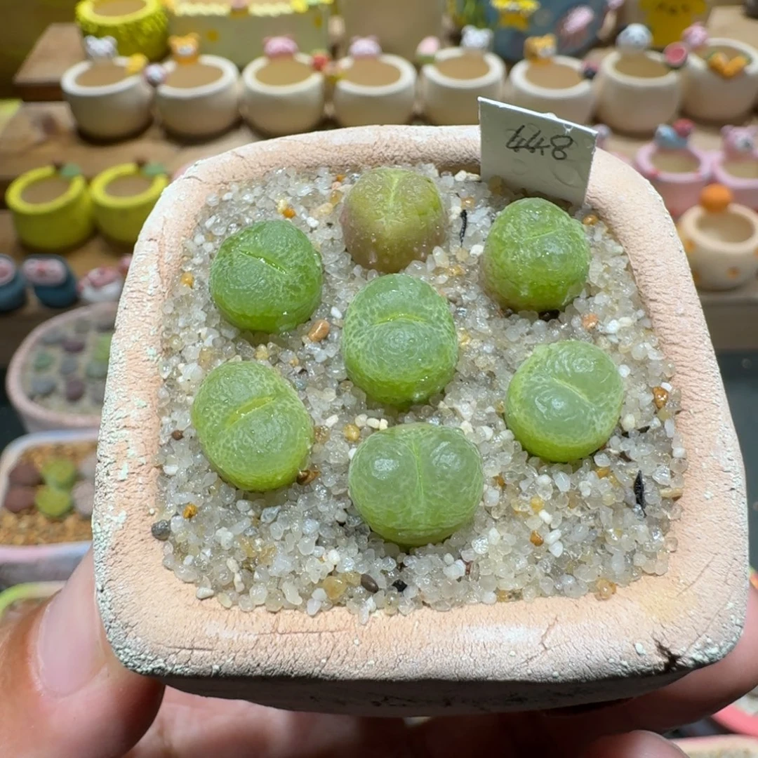 蘑菇1129翠光多肉植物