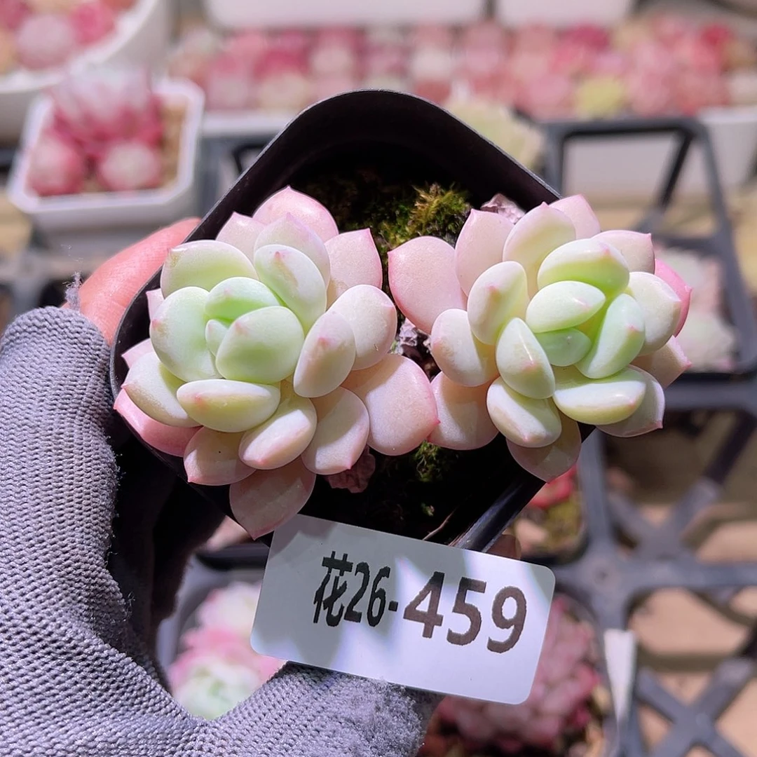 花26-459玉兔双头