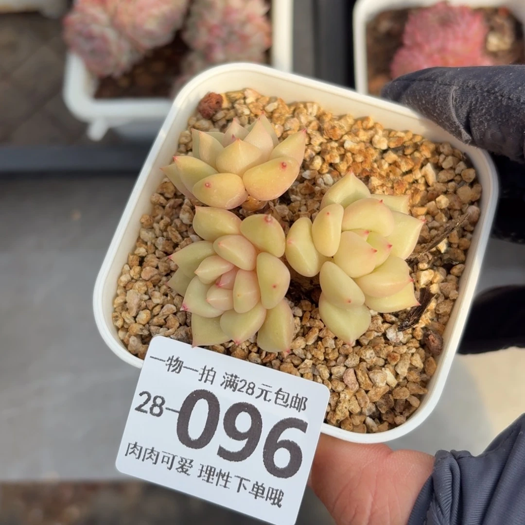 黄金象牙无盆土发货