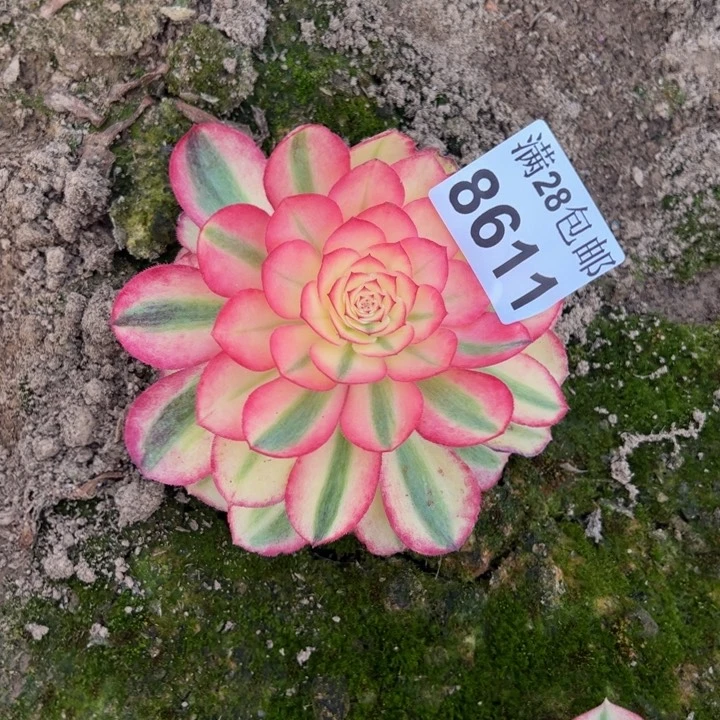 8611南荔枝多肉植物