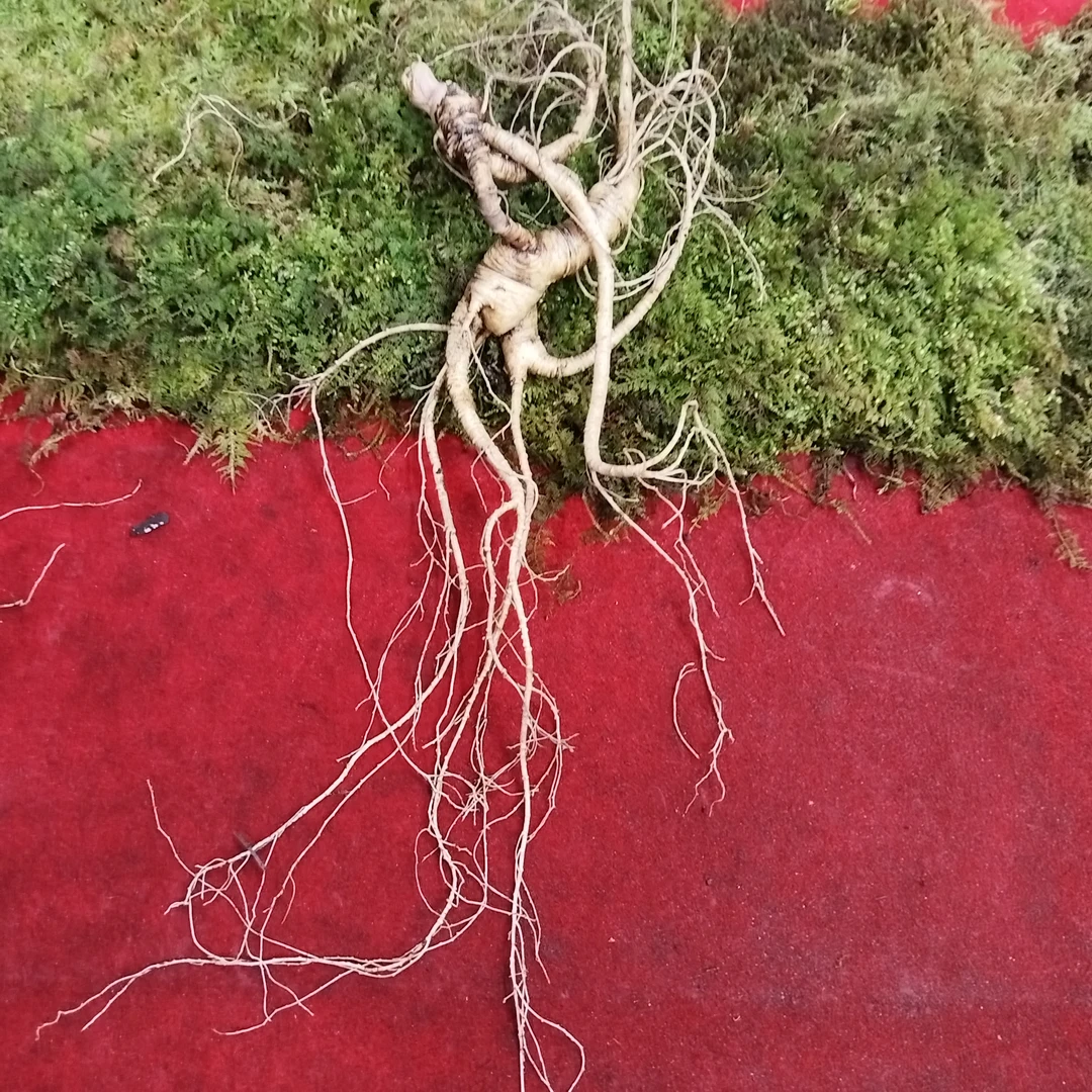 高年头林下山参 泡酒 炖汤