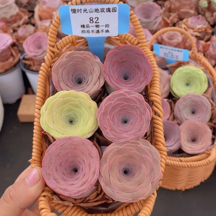 山地玫瑰82裸根发货不售后