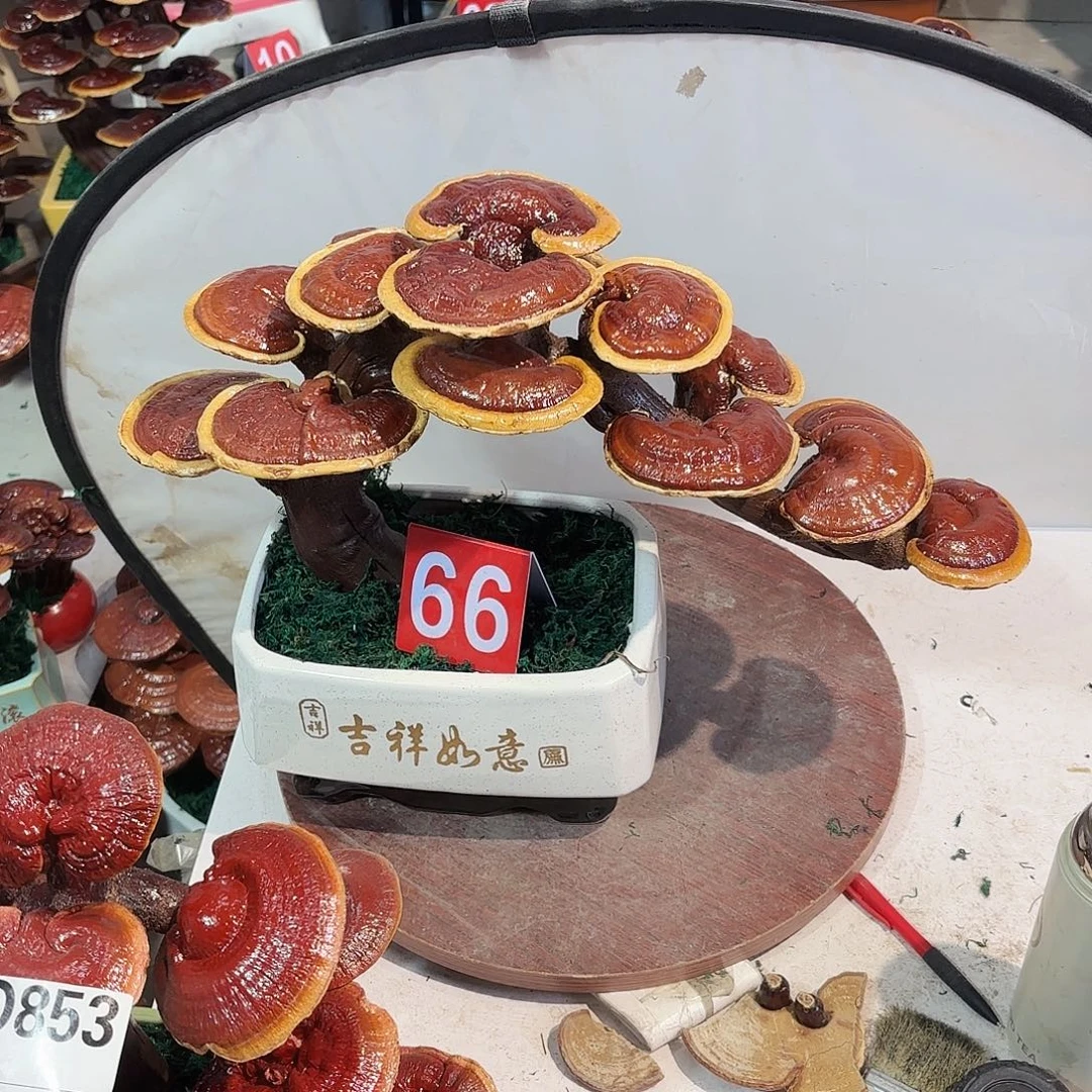 M***3无花朵灵芝8888885558855555555