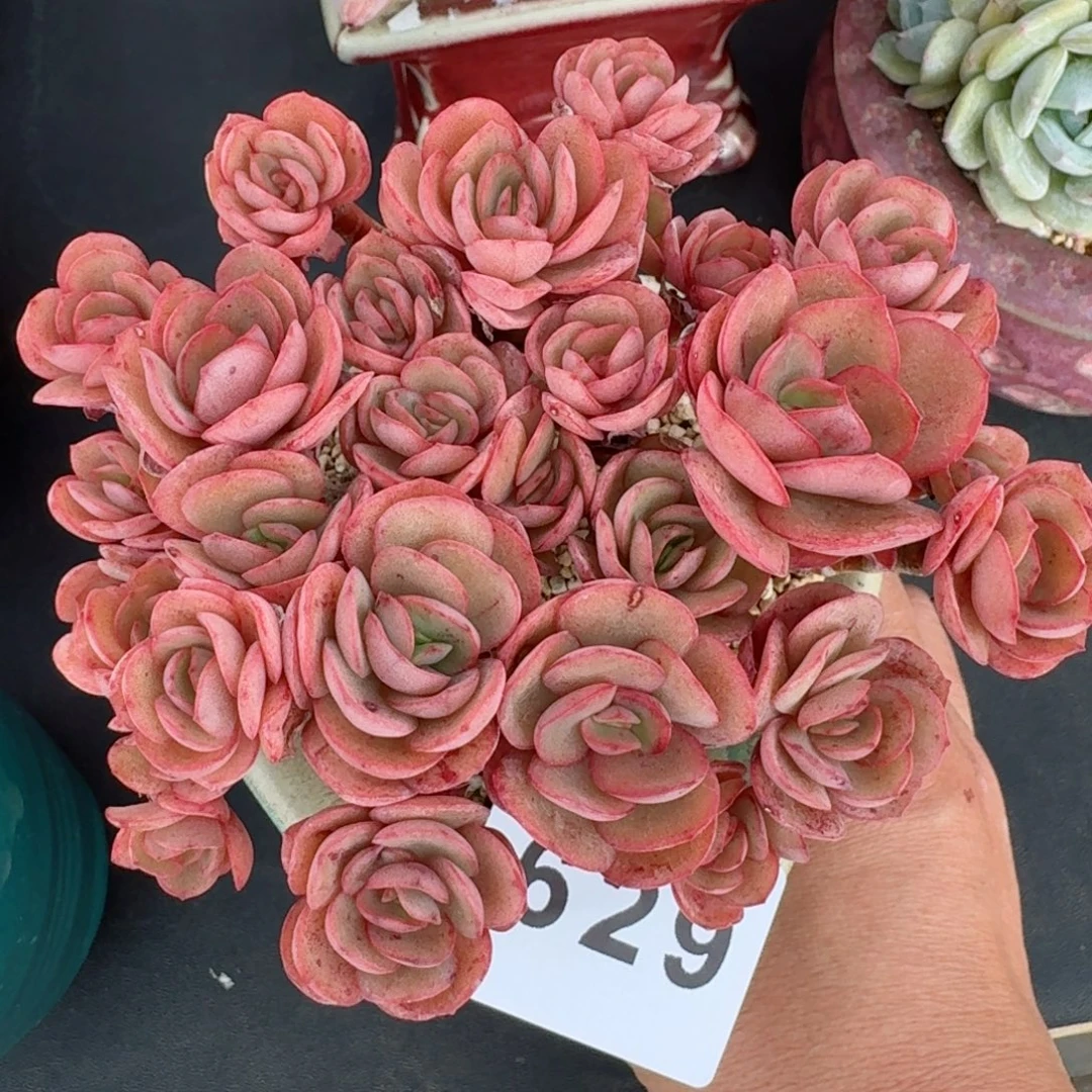 老桩秀妍      愿你一路坦途，乘风破浪展宏图