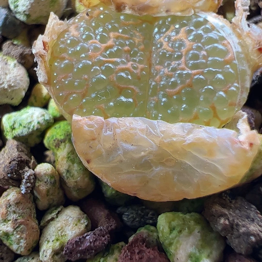 0000230 一物一拍脱土发