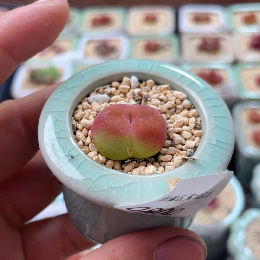 无花朵0800 一物一拍 带盆 1430.5 水蜜桃