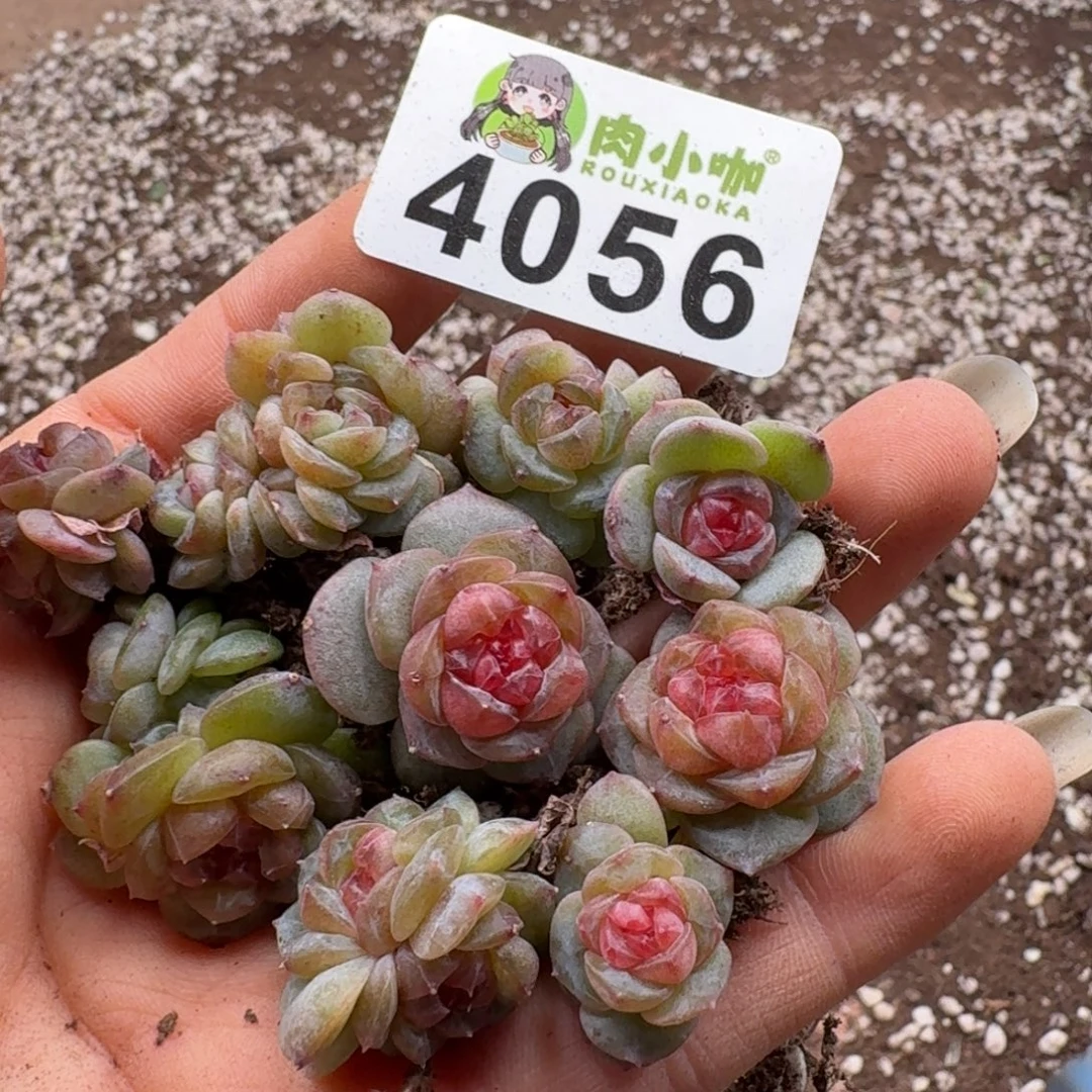 枫***站多肉植物多肉植物