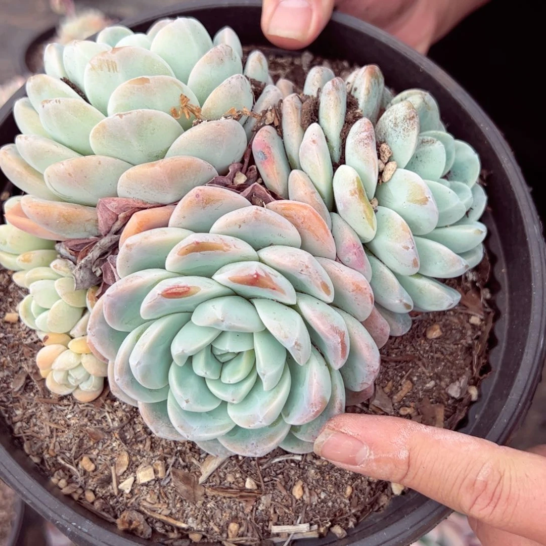 冰玉三大头起黑圆盆