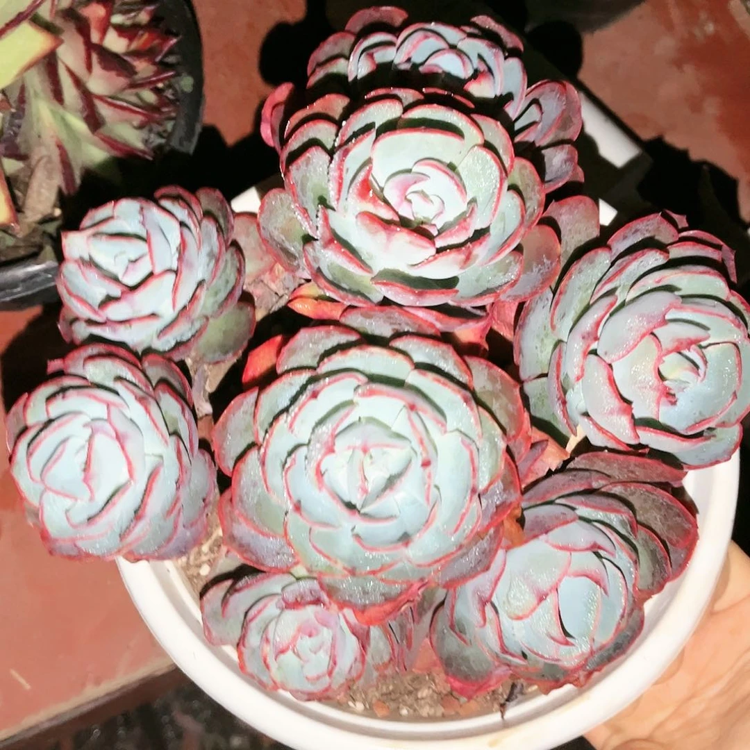 可*啊美星20多肉植物