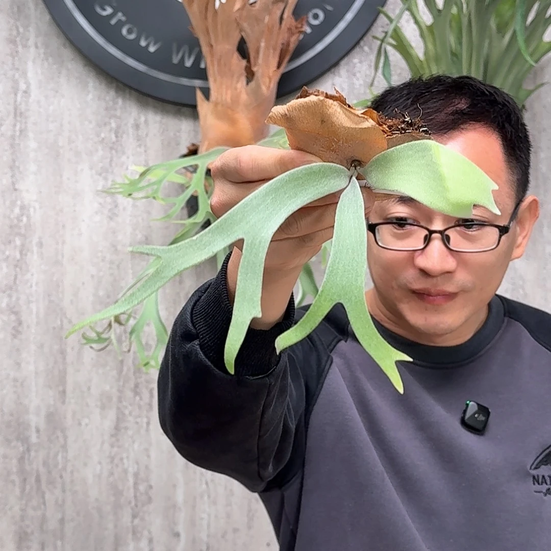 完全开放小猴子现场拆侧芽2鹿角蕨