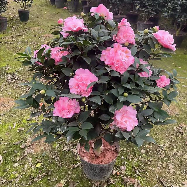茶花盆栽带花苞多年生木本植物室内外盆栽地栽香妃烈香茶花浓香型