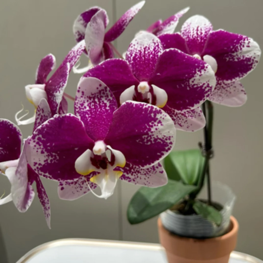 【淘花源记】巴塞罗那3.5加高杯爆根成熟苗高颜值稀缺好货包对版