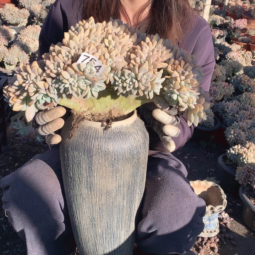 754 淡雪缀 一物一拍