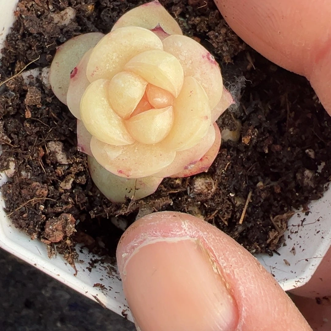 小卡拉米糖心一物一拍