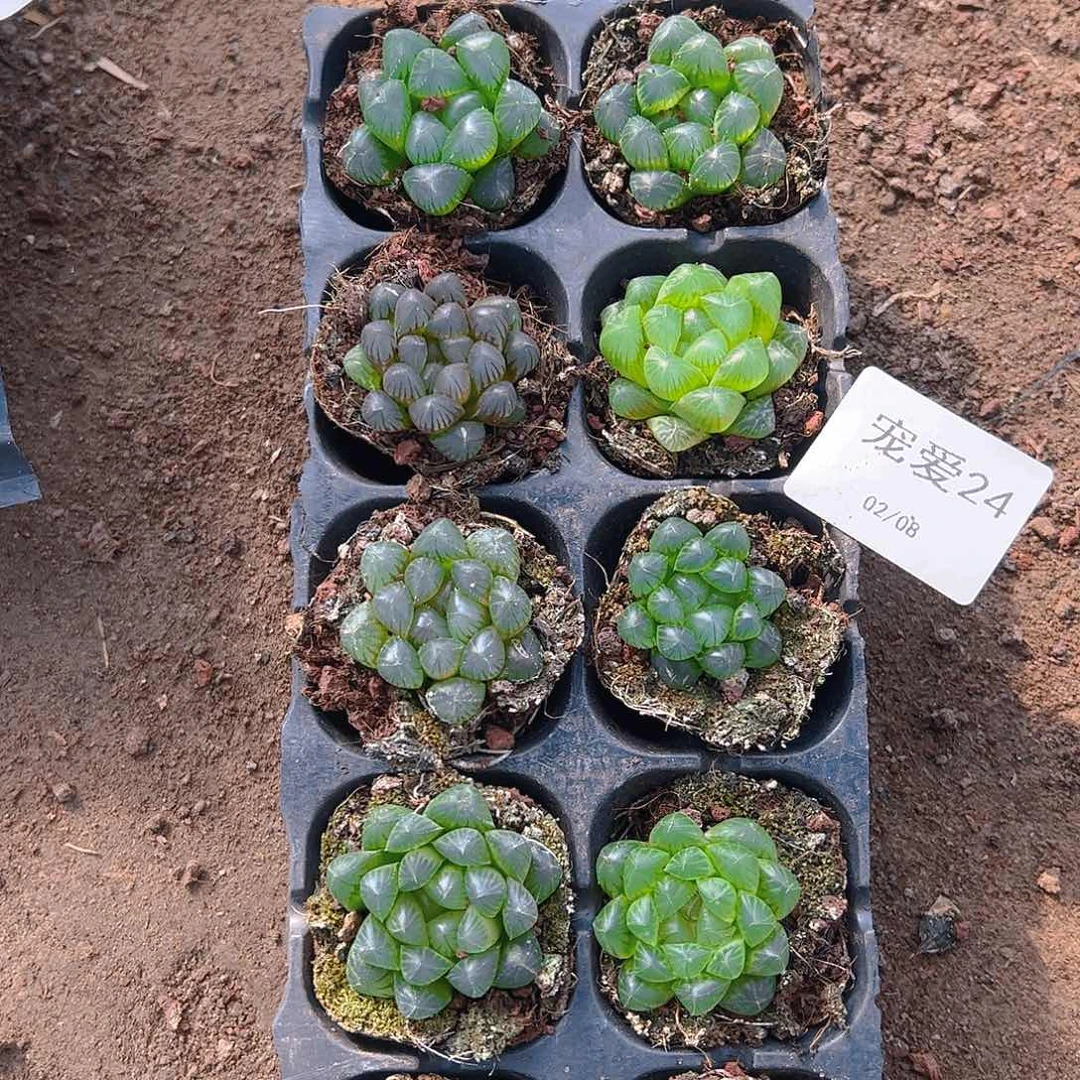 直播福利一物一拍24