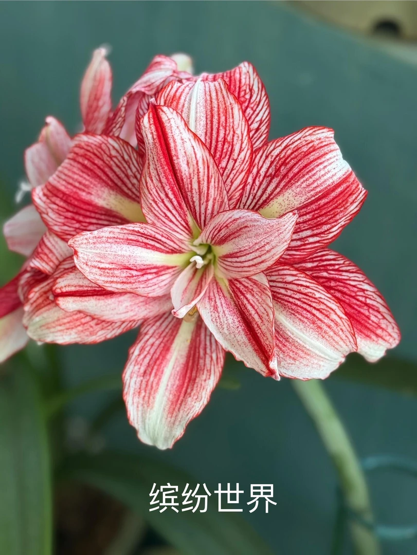 （缤纷世界）台朱顶红重瓣朱顶红种球朱顶红送肥料