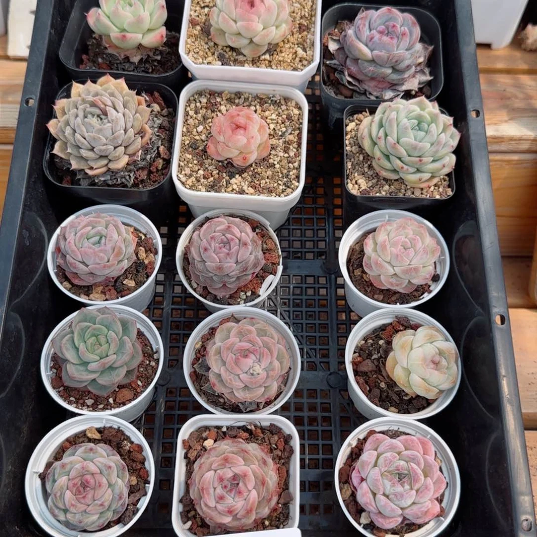 框拍框拍0314-115