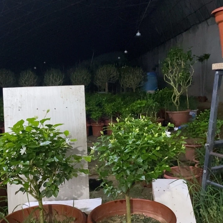 兰***峰大部分花苞少量开放单瓣笔尖茉莉花特价