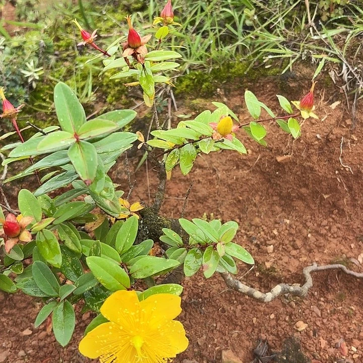 当前无花栽培后可以开花