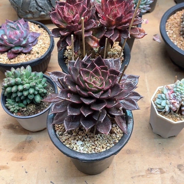 赵*多肉植物，黑王子两颗