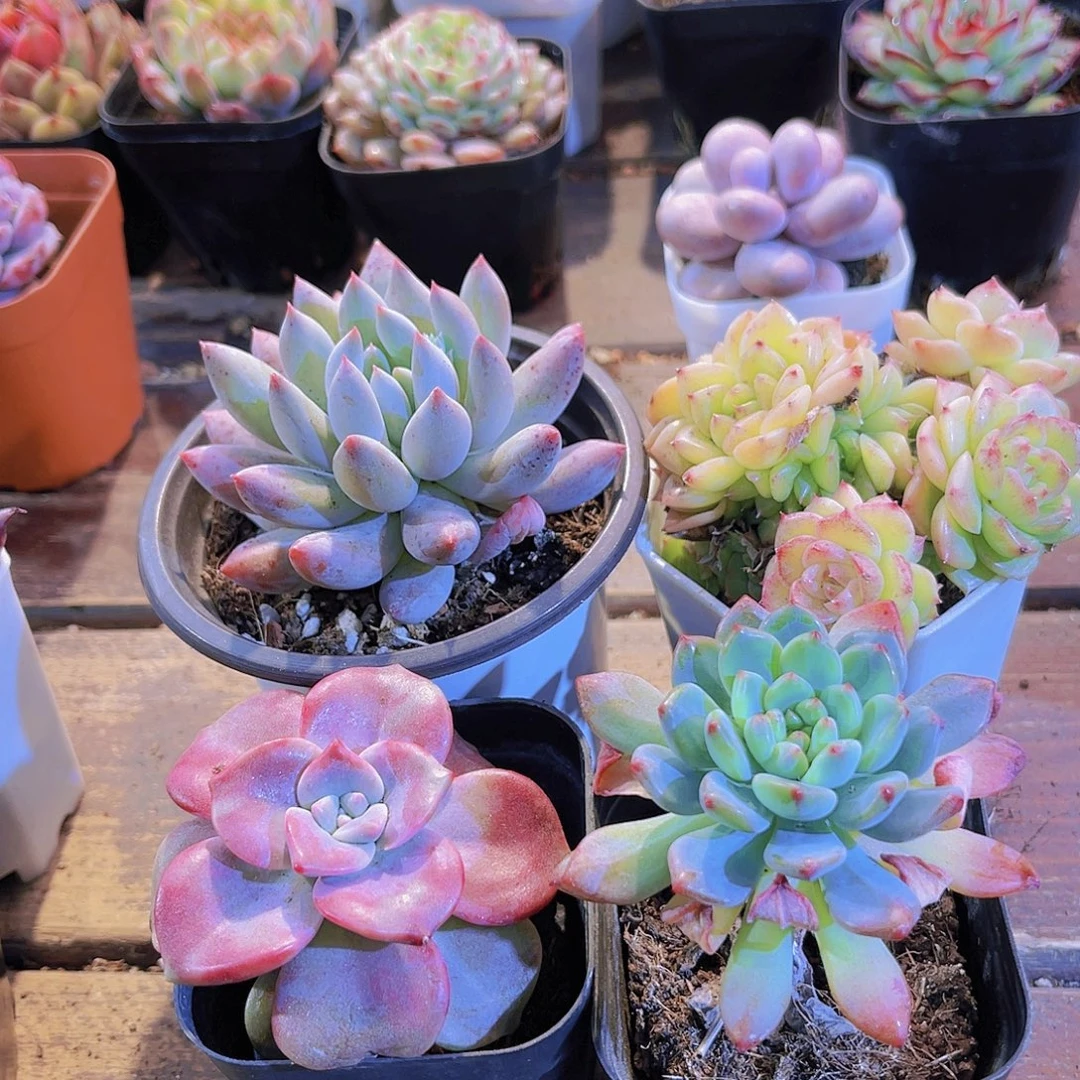 如图图4盆福利套餐