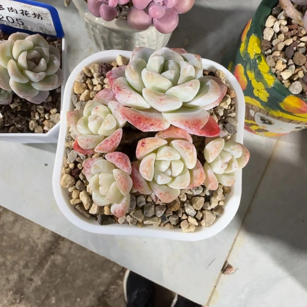 小***爱冰玉5头老桩无砍0000