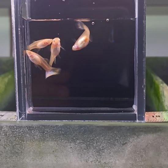孔雀鱼品系孔雀鱼，自家繁育，一组一拍
