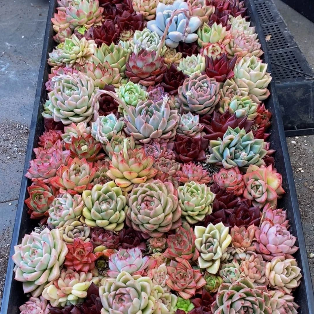 落*眠864多肉植物保护研究所所长助理