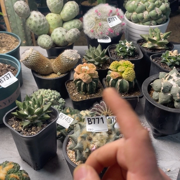 771龙牙一个仙人球