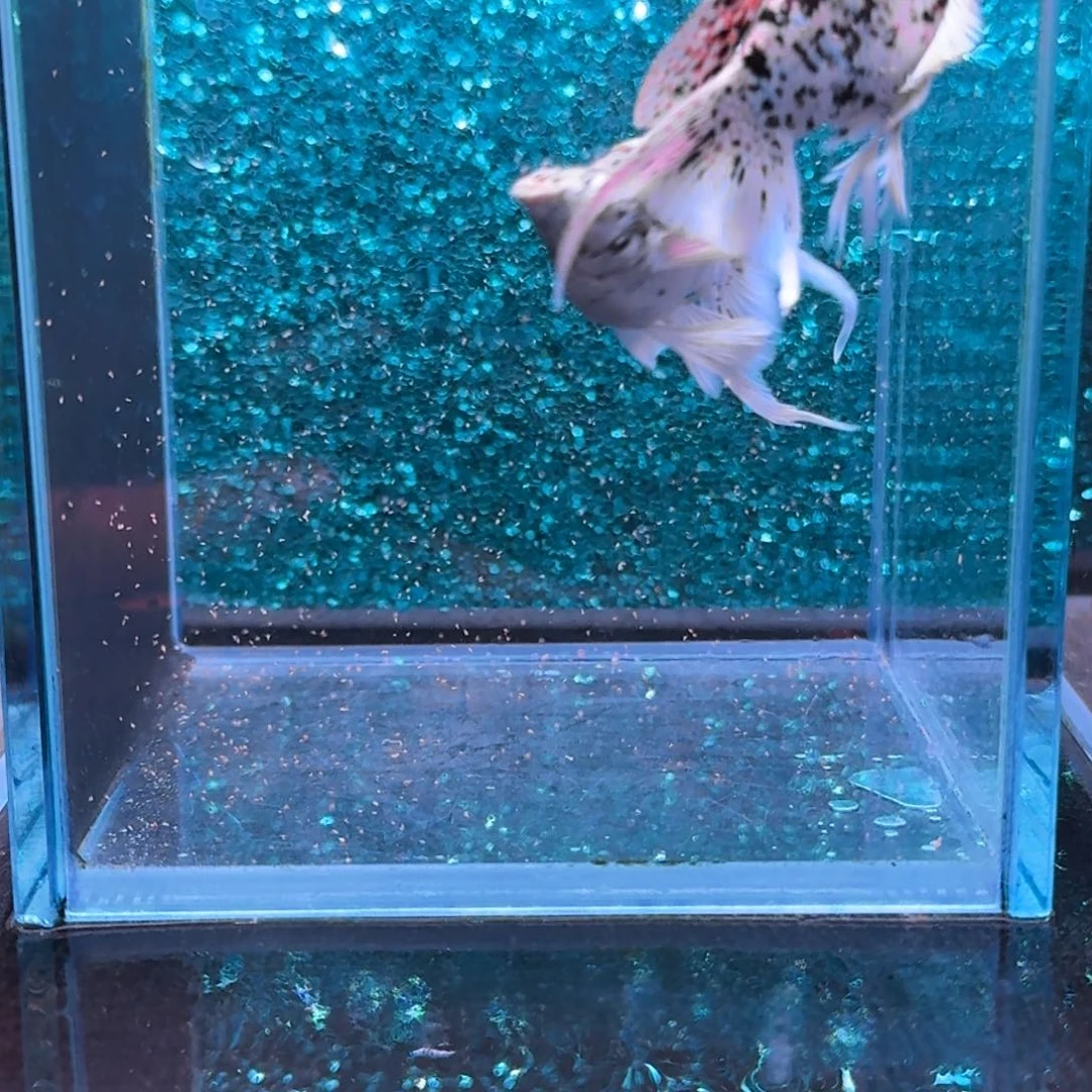 孔雀鱼13号玛丽2条