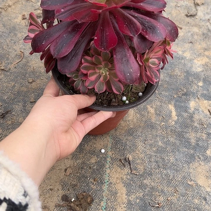 法师一物一拍链接193