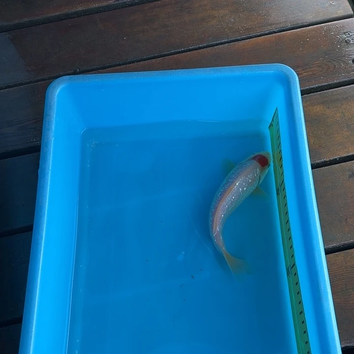 锦鲤龙鳞锦鲤丹顶