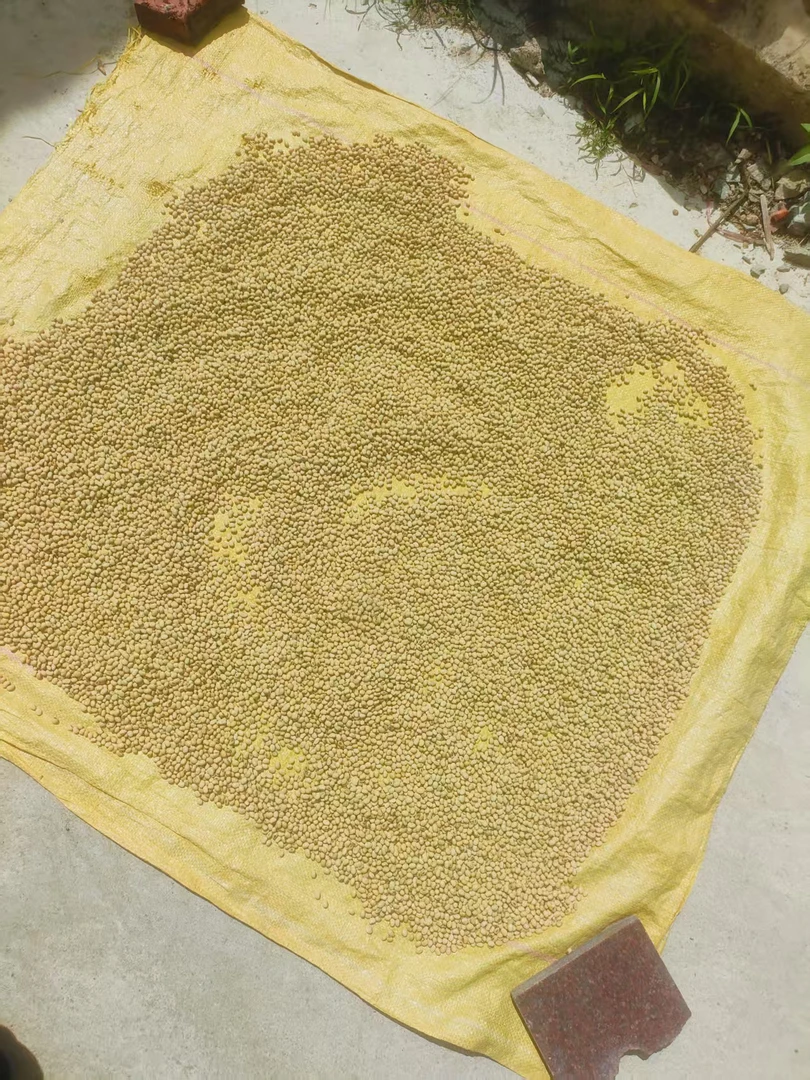 （哥弟）潮汕农家本地黄豆