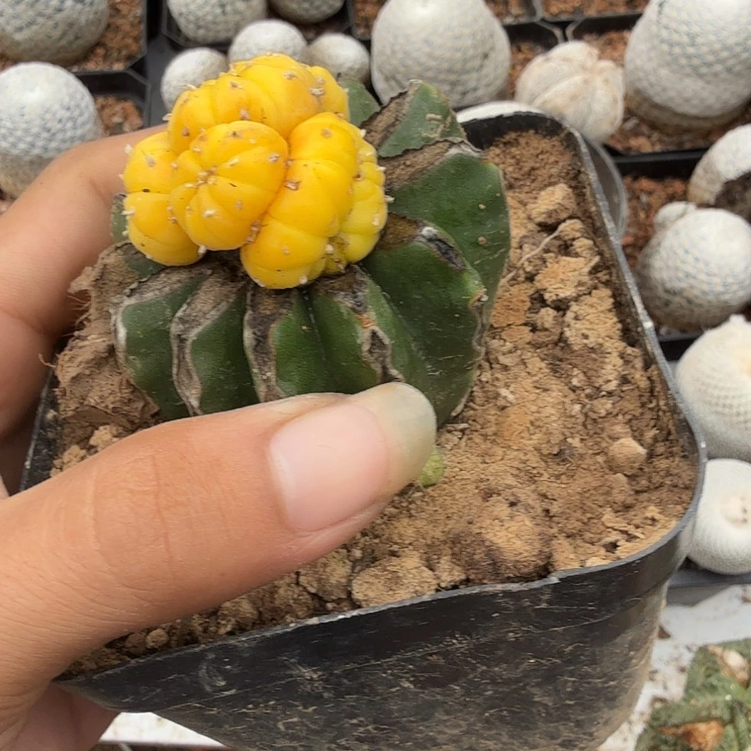 全锦兜群坠化苗姐仙人球