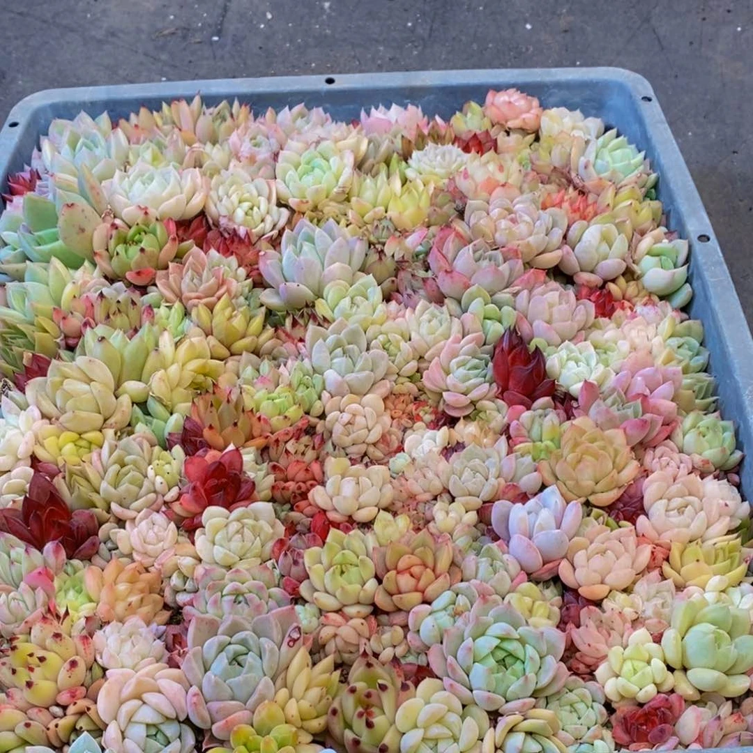 011多肉植物保护研究所所长