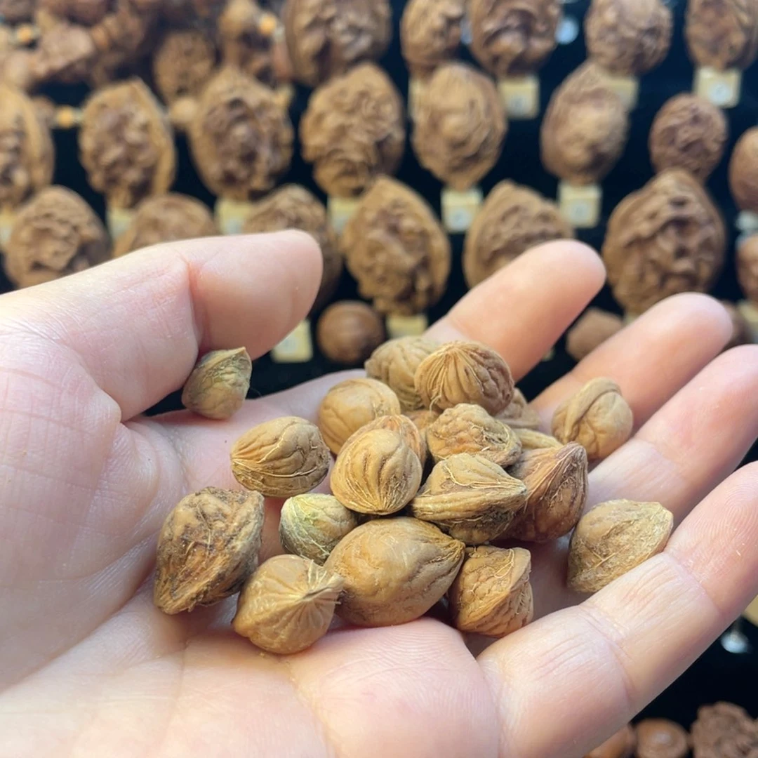 安***V秦岭野生龙纹桃核。素核