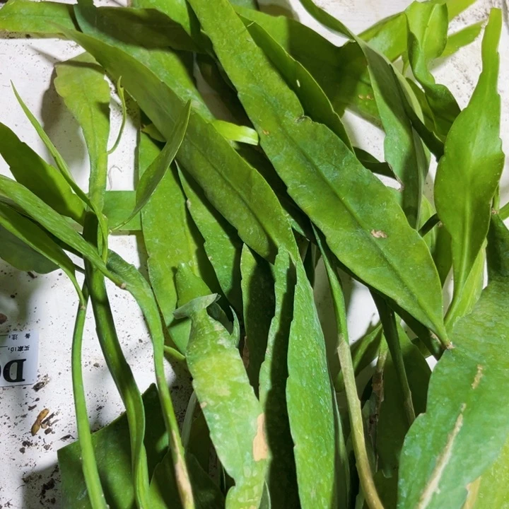 当前无花栽培后可以开花87