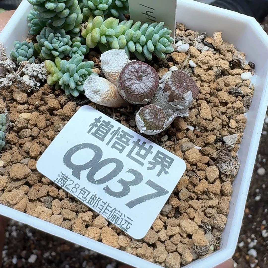 多肉W的润泽的车bn