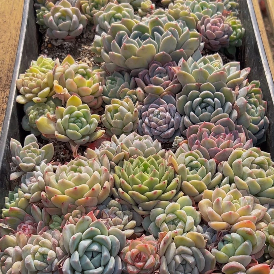 729的最后一天了啊呜呜我好